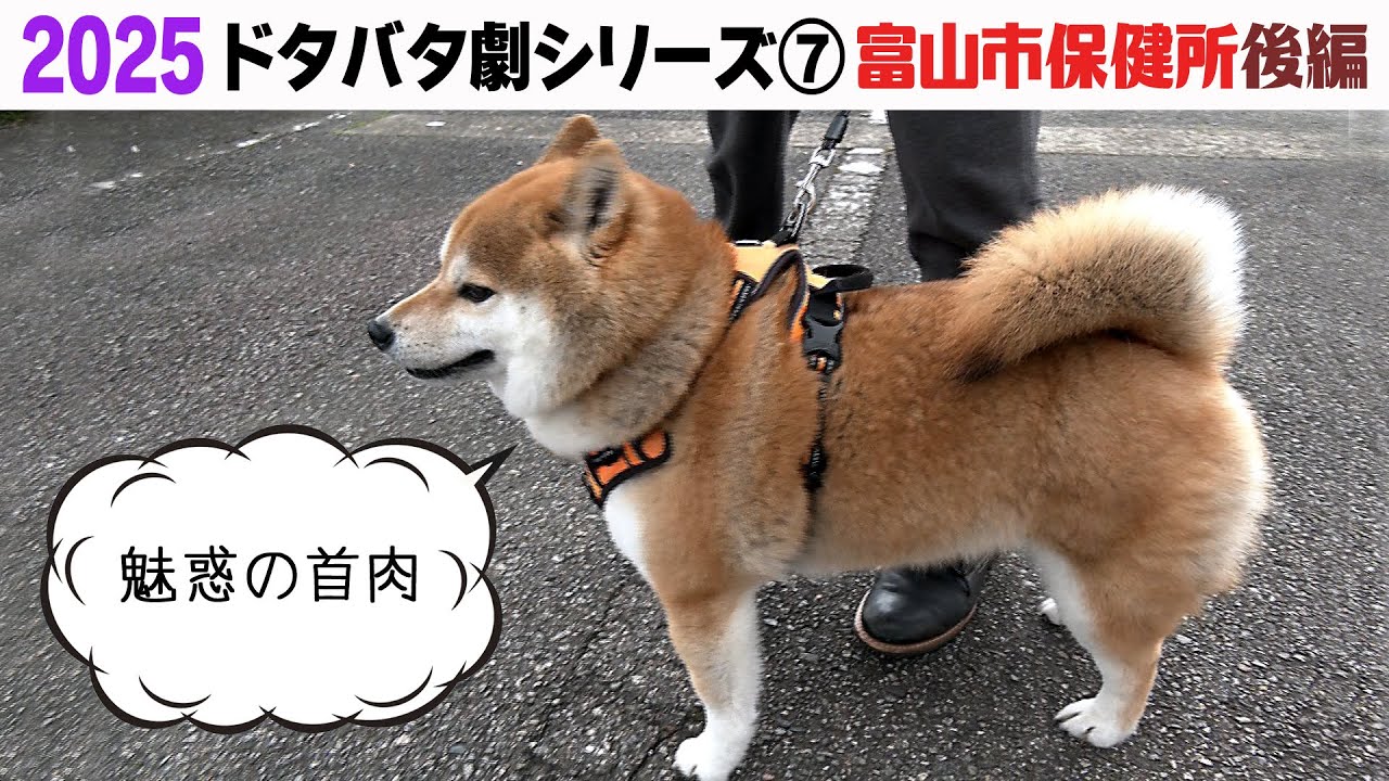 2025狂犬病予防注射会場のドタバタ劇⑦ 富山市保健所後編