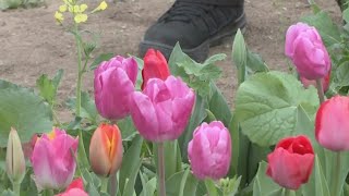 It's Tulip Season At Modesto's Dutch Hollow Farms