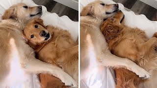 Golden Retriever hilariously gets temper tantrum because of brother's play