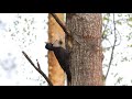 black woodpecker makes a hollow. Białowieża forest