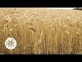 Rural rhythm records  fast bluegrass bluegrass visualizer