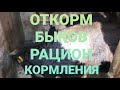 ОТКОРМ БЫКОВ. РАЦИОН КОРМЛЕНИЯ БЫКОВ