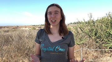 Module 4 Hypothesis Video 1