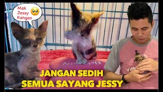 PERJUANGAN JESSY ANAK KUCING YANG DI JUAL SEHAT DAN LINCAH