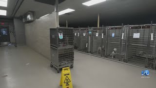After Elizabeth City shelter forced to close, Norfolk SPCA helps