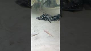 Black Diamond Stingray Potamotrygon Leopoldi Nj Exotic Pets Elmwood Park New Jersey Fish Store