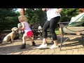 Year Old Golden Doodle / Sit With Distractions / Latham Dog Trainers / Troy Dog Trainers Year Old Golden Doodle / Sit With Distractions / Latham Dog Trainers / Troy Dog Trainers