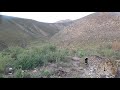 Leopard daytime footage - Klein Karoo 🇿🇦