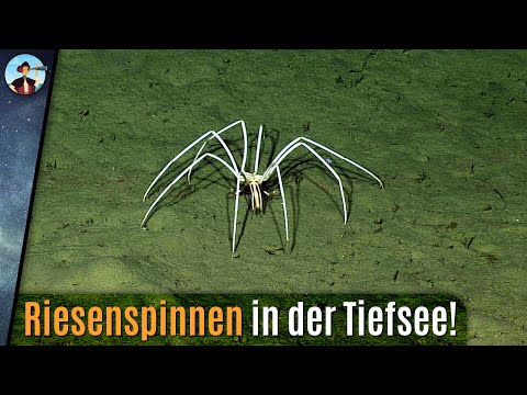 Video: Sind Asselspinnen giftig?