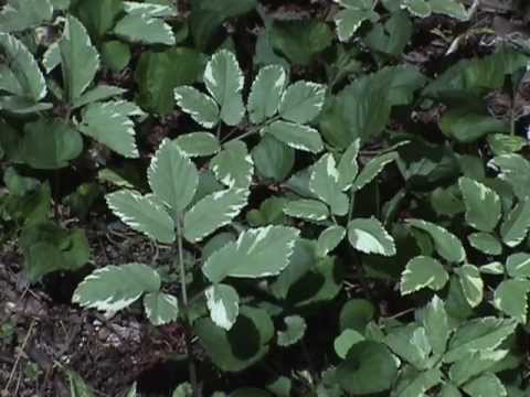 Edible Plants: Goutweed