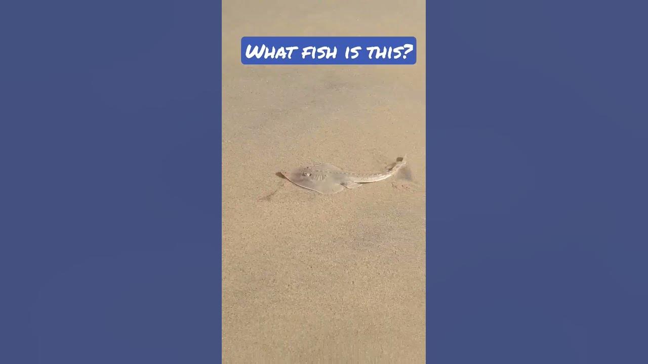 What Fish Is This YouTube what-fish-is-this-youtube