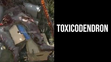 Dying Light 1 Game Toxicodendron Blueprint Location Old Town