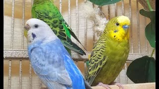 Pet Green Budgie's  Solo Spring Songs, 200 min bird sounds for stress reduction