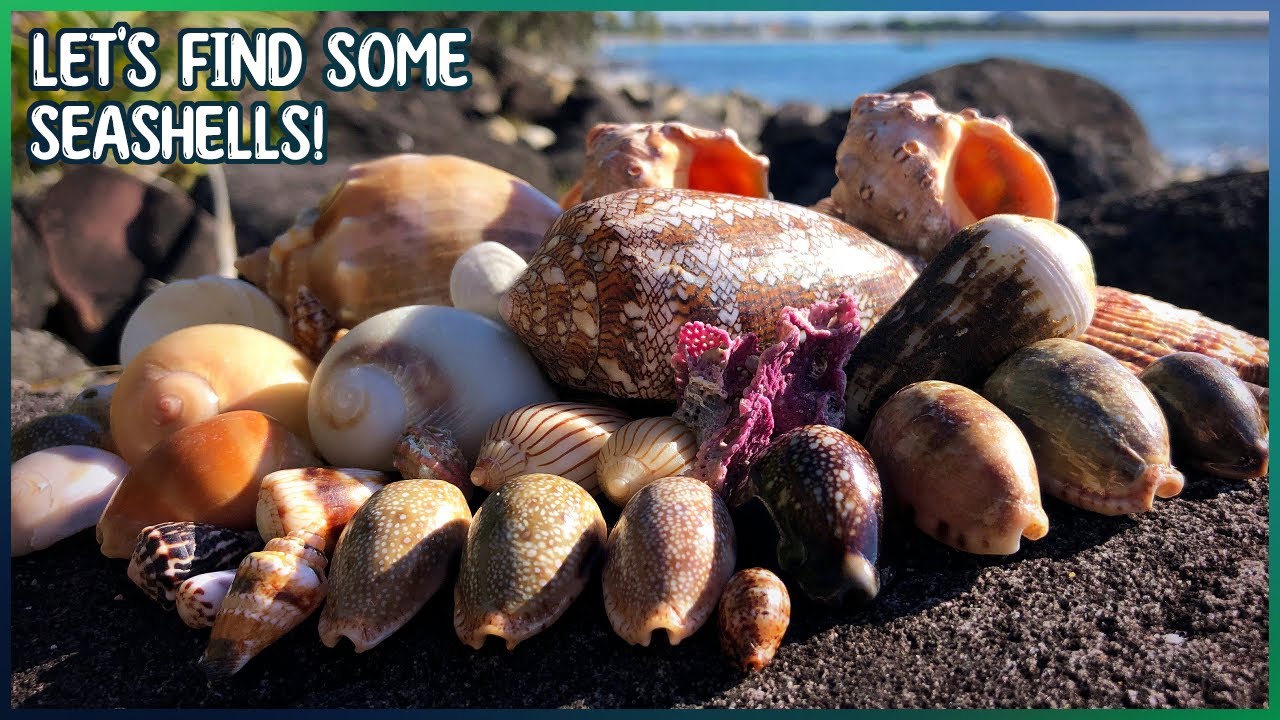 Huge Textile Cone, Cowries, & Drupes! | Finding Seashells at Low Tide