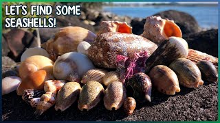 Huge Textile Cone, Cowries, & Drupes! | Finding Seashells at Low Tide