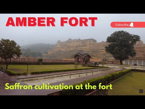 Video: Jaipuri Amber Fort: täielik juhend