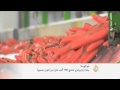 إنتاج الجزر في حقول بلدة