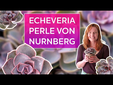 Video: Echeveria ‘Perle Von Nurnberg’ – How To Grow A Perle Von Nurnberg Succulent