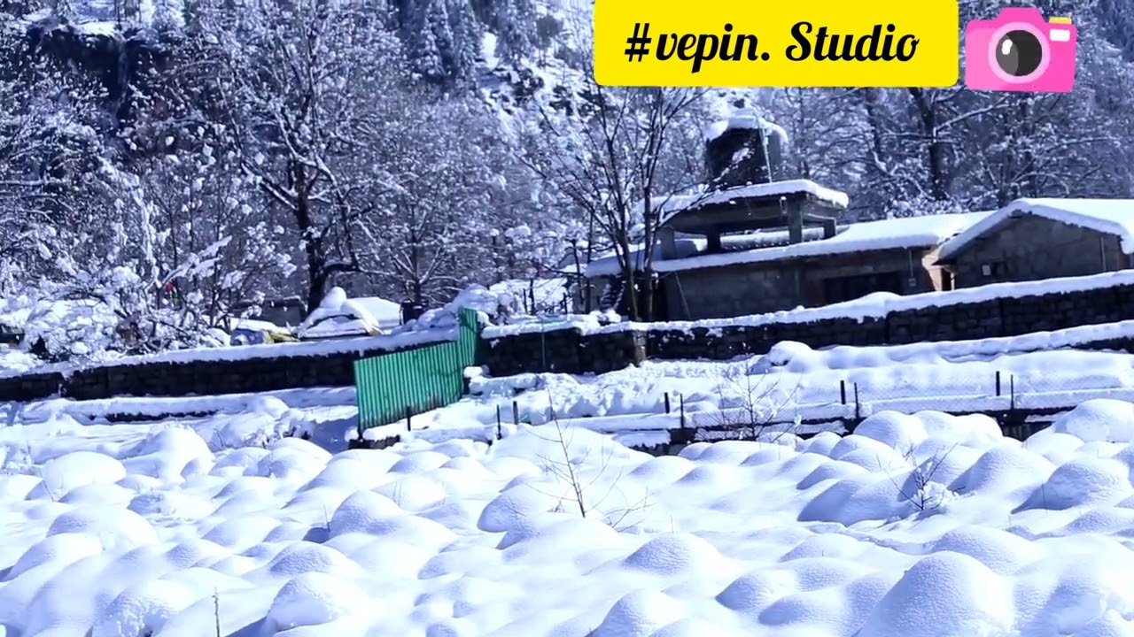 Winter scenery with tree on snow field, nature video of manali Hp.