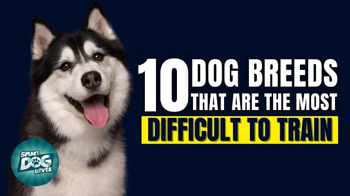 Top 10 Dog Breeds That Are The Most Difficult to Train