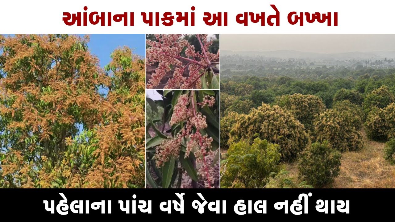કેરીના પાકમાં પાંચ વર્ષથી માર ખાતા ખેડૂતો માટે આ વખતે સારું ll ના કોઈ માવઠું નડયું ,ના કોઈ રોગ ll