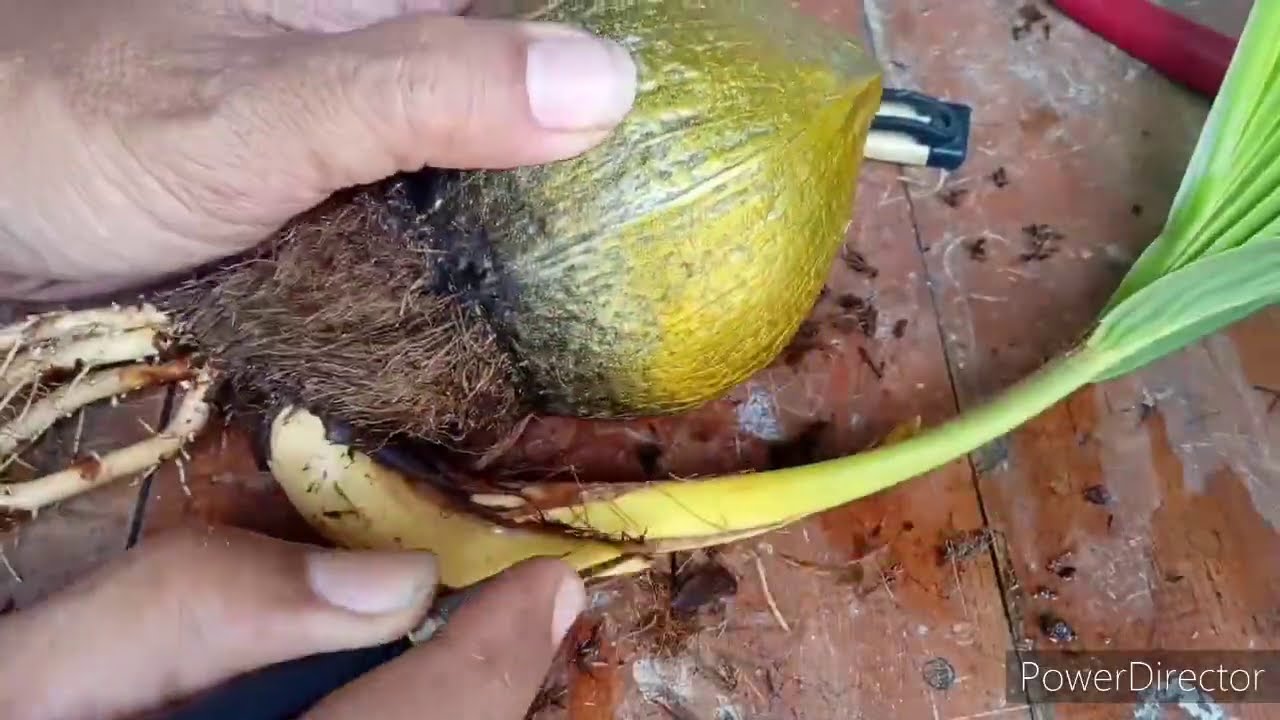 Cara Sayat Bahan Bonkla Dari Awal Program Yang Paling Efektif Sayat Tapis Youtube