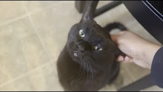 Sweet Milo gets head pats before dinner #blackcats