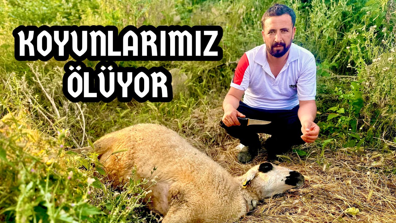 KOYUNLAR ÖLÜYOR !!! KENE ISIRMASI SONUCUNDA KOYUNLARI ÖLDÜRÜYOR