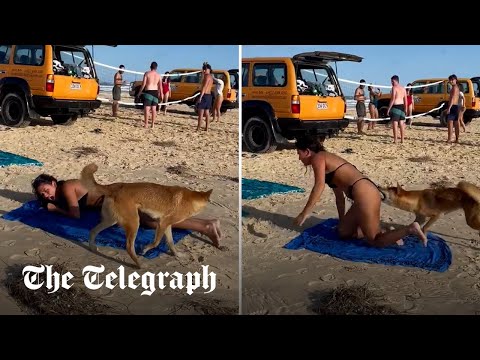 Dingo bites sunbathing tourist in Australia
