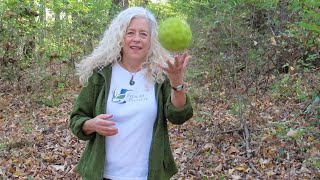 Aha Nature Moments: Osage Orange Hedge Apple