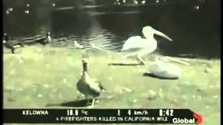 Pelican gobbles a pigeon!!