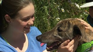 'Adoption Day' in Seymour a Huge Success