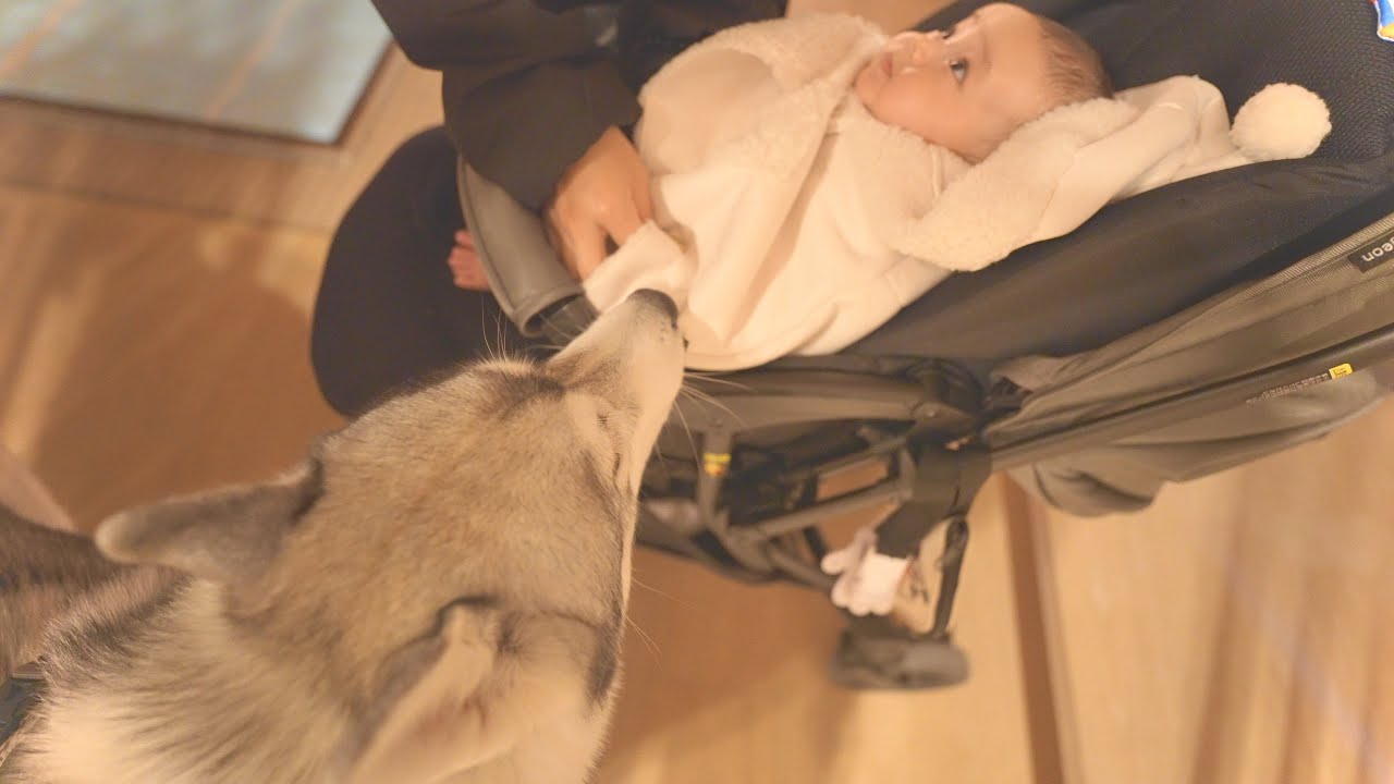 Here is our beloved baby and dog enjoying their first trip