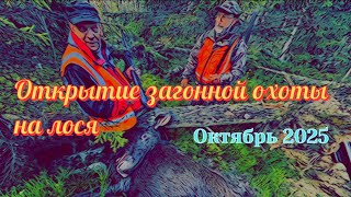 видео: Открытие загонной охоты на лося. 2025. картинка: Открытие загонной охоты на лося. 2025.