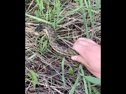 Video: Ular Sarmatian, atau ular Pallas: kelas, habitat, punca kepupusan, kitaran hidup dan ciri biologi