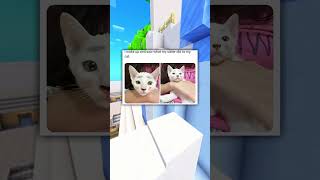 Funny Cat Memes!