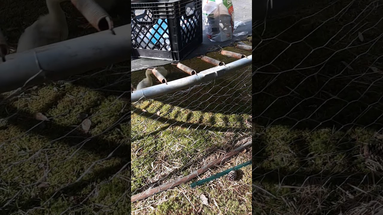 chicken pen hack with trampoline YouTube