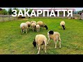 Відпочинок на Закарпатті: екоферма "ST Family"