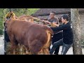 DEAL GEDEN SAPI KELAS KONTES MENUJU PUSAT❗️KANDANG MADU