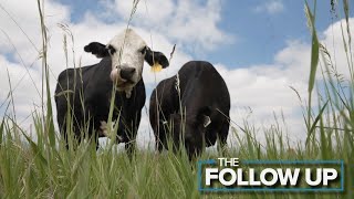Louisville's cattle grazing program benefits ecosystem, mitigates wildfire risks