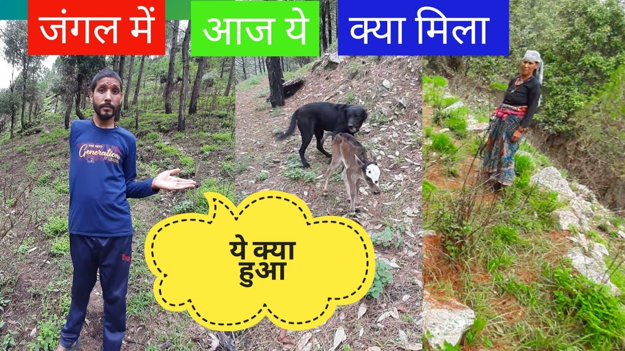 जंगल में हुआ कुछ ऐसा 😮😮 || pahadi lifestyle vlog || Bisht pahadi vlogs