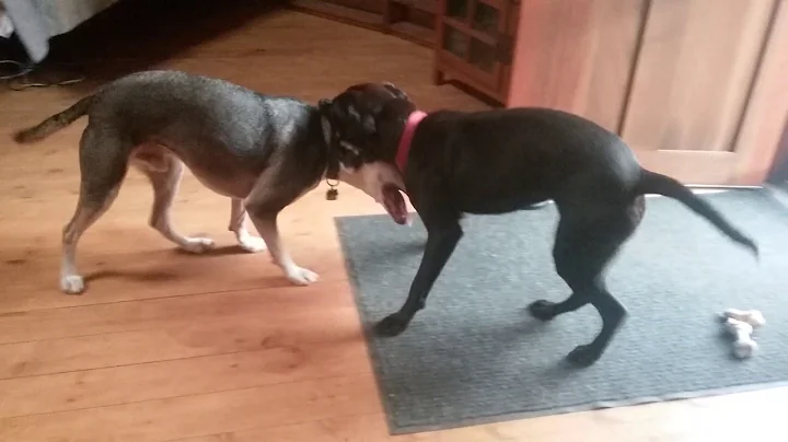 Lucky and Kai at play!