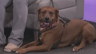 Sponsored Content: Shelter Spotlight: Rusty
