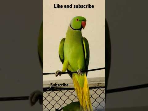 tapes of parrote #123 #444 #6471 #9719 #birds #parrot