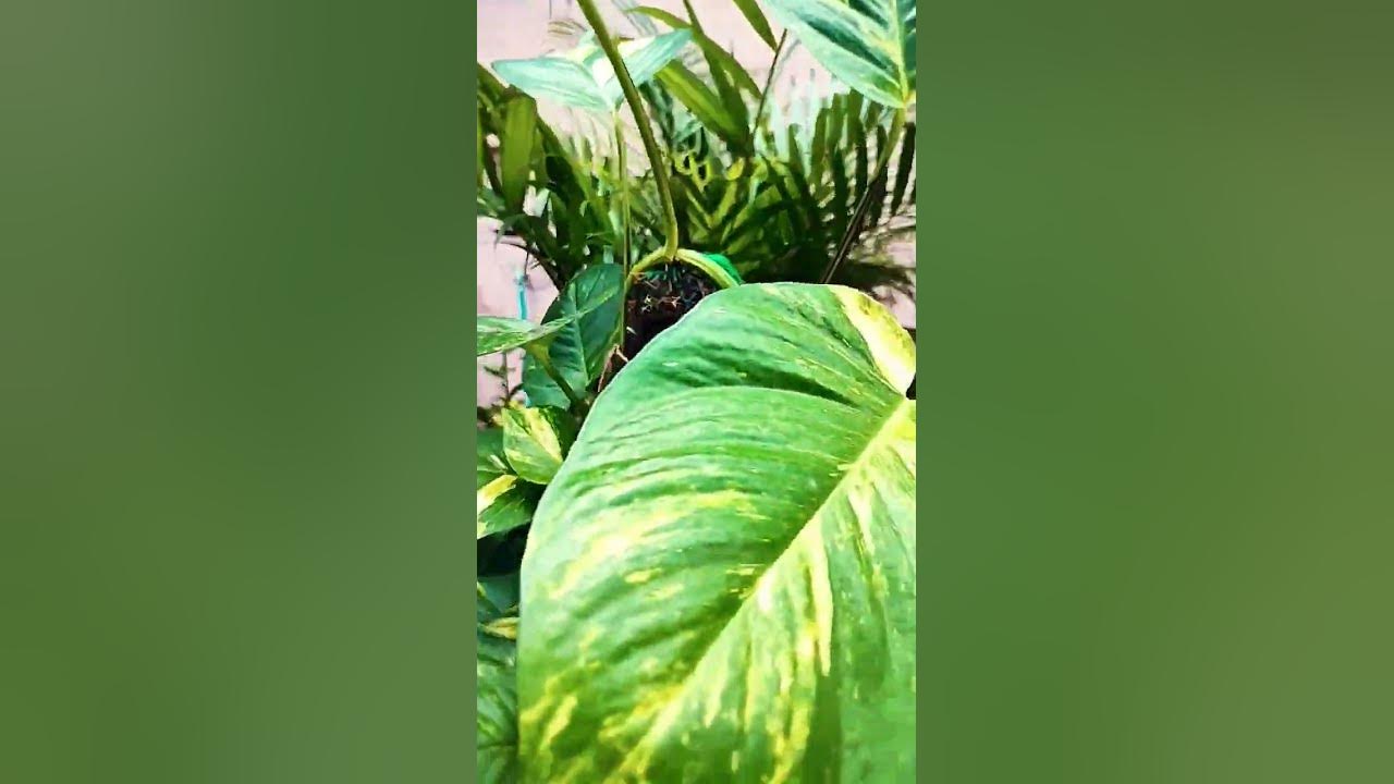 Big Leaf Money Plant youtube viralvideos youtubeshorts Jai Shree big-leaf-money-plant-youtube-viralvideos-youtubeshorts-jai-shree