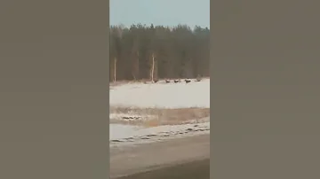 Лоси суровые в Татарстане