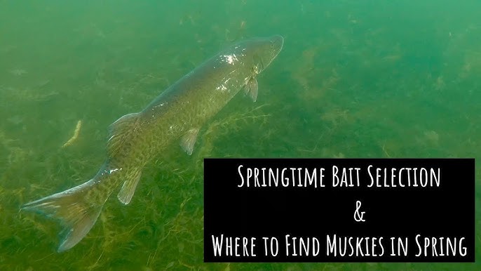 The Ins And Outs Of Spring Muskie, EARLY SEASON