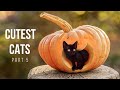 CUTEST CATS VIDEO COMPILATION #5