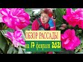 🌱🌺🌿ОБЗОР РАССАДЫ в Светёлке на 17 февраля.Сеемся согласно плана,Растем, Цветем