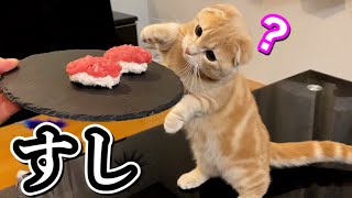 猫が初めてお寿司を食べたときの反応。